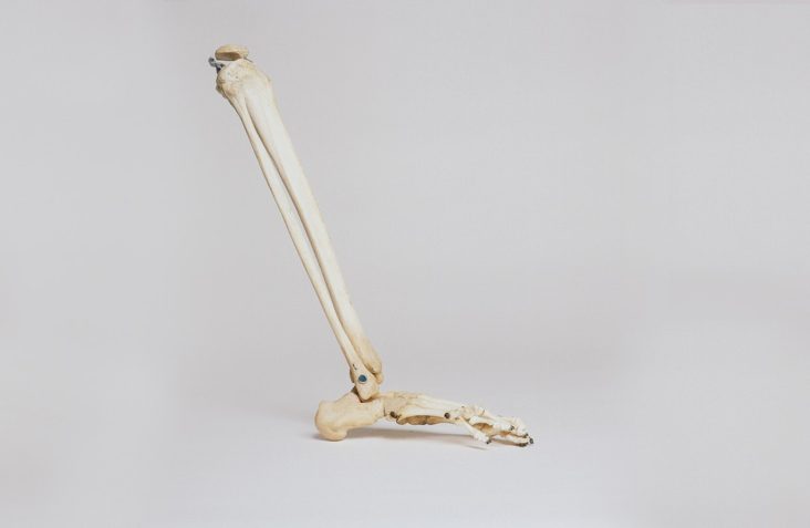 picture of leg and foot bones